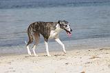 WHIPPET 315